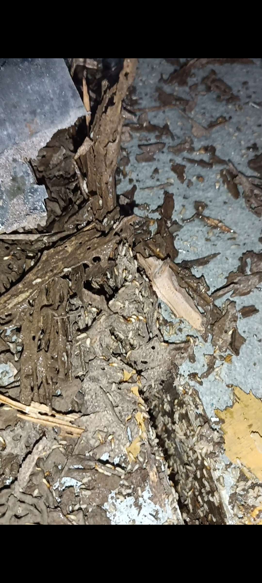 Professional Pest Control and Termite Treatment